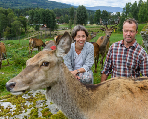 Heidi og Øyvind ute på beite, sittende ved en hjort.